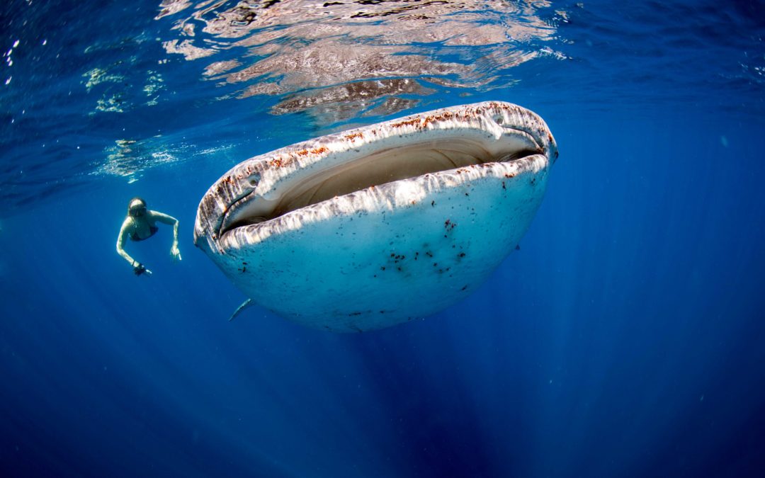 Un hombre quedó atrapado en la boca de una ballena durante 30 segundos. Aquí está la lección enterrada en estas aguas
