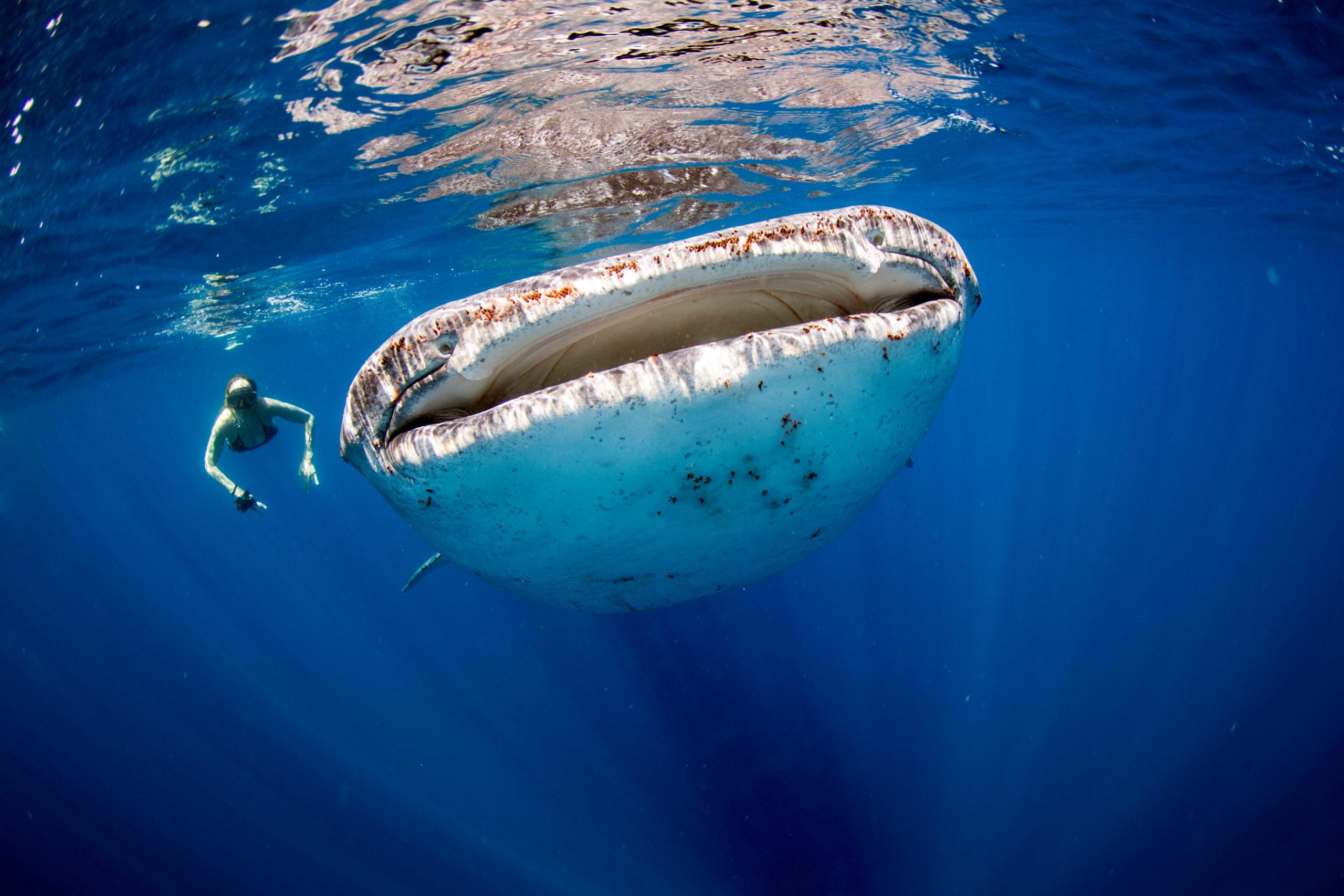 Tiburón con un nadador humano cerca